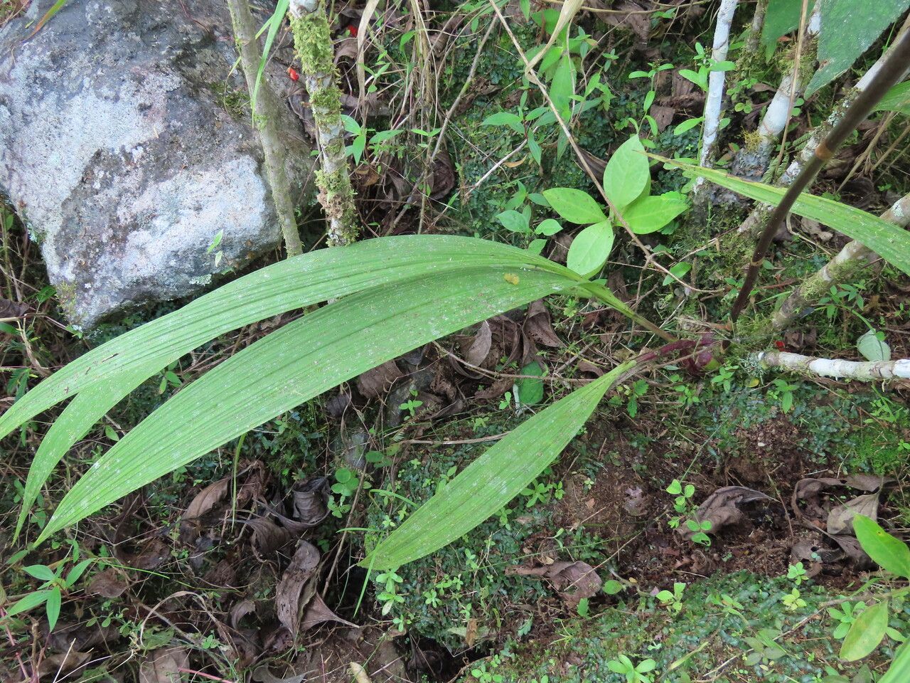Bletia purpurea — related species from the same genus