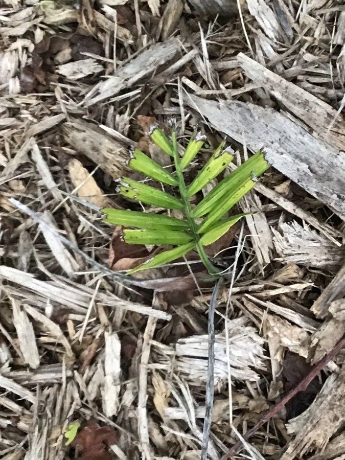 Chamaedorea radicalis leaf