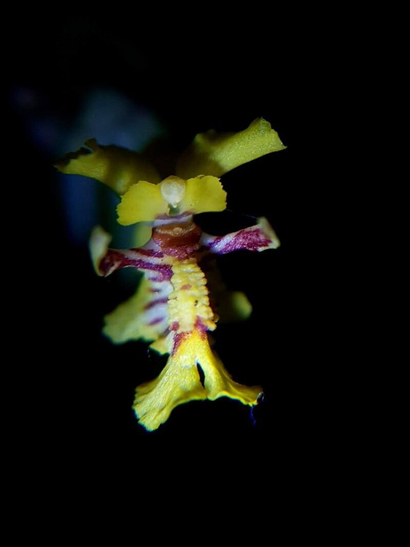 Lockhartia amoena flower