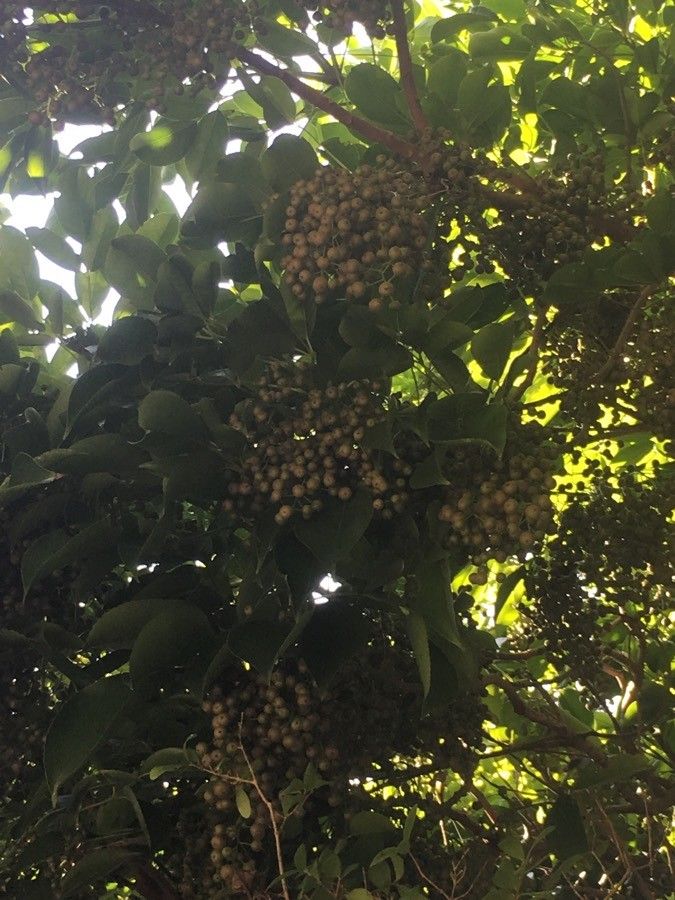 Bischofia javanica fruit