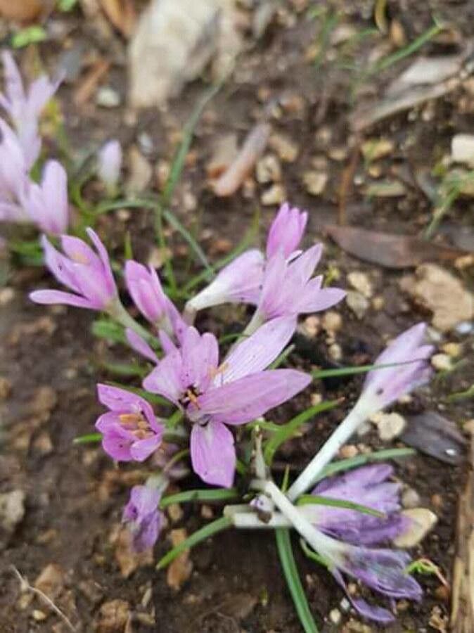 Colchicum hierosolymitanum — search result for 'Colchicum'