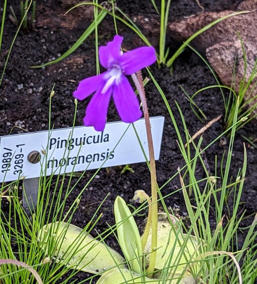 Pinguicula moranensis flower