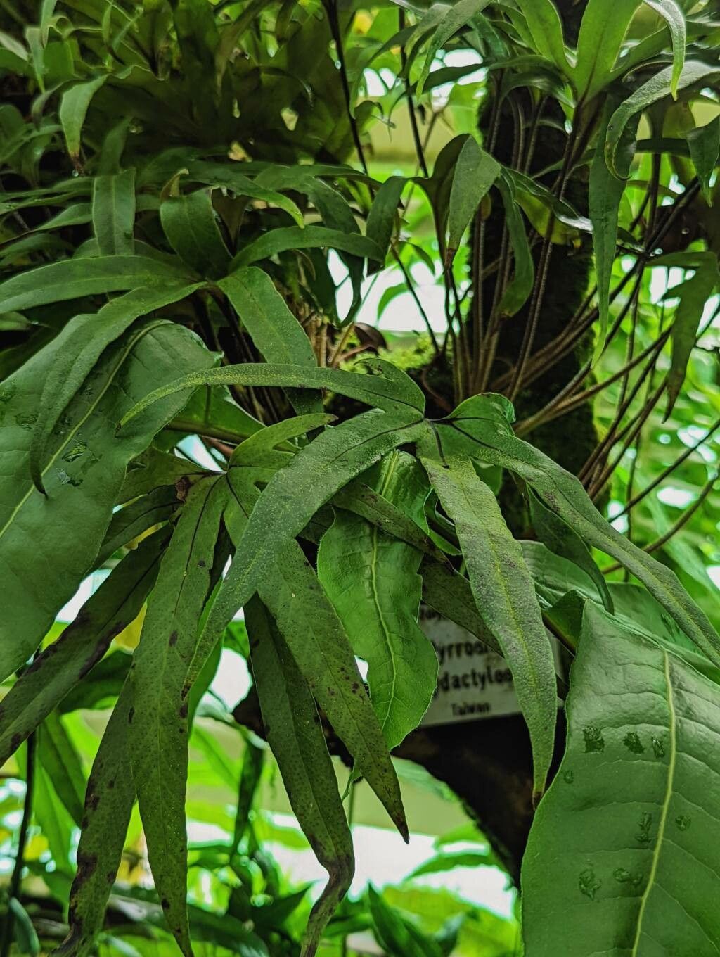 Pyrrosia polydactyla — houseplant care guide