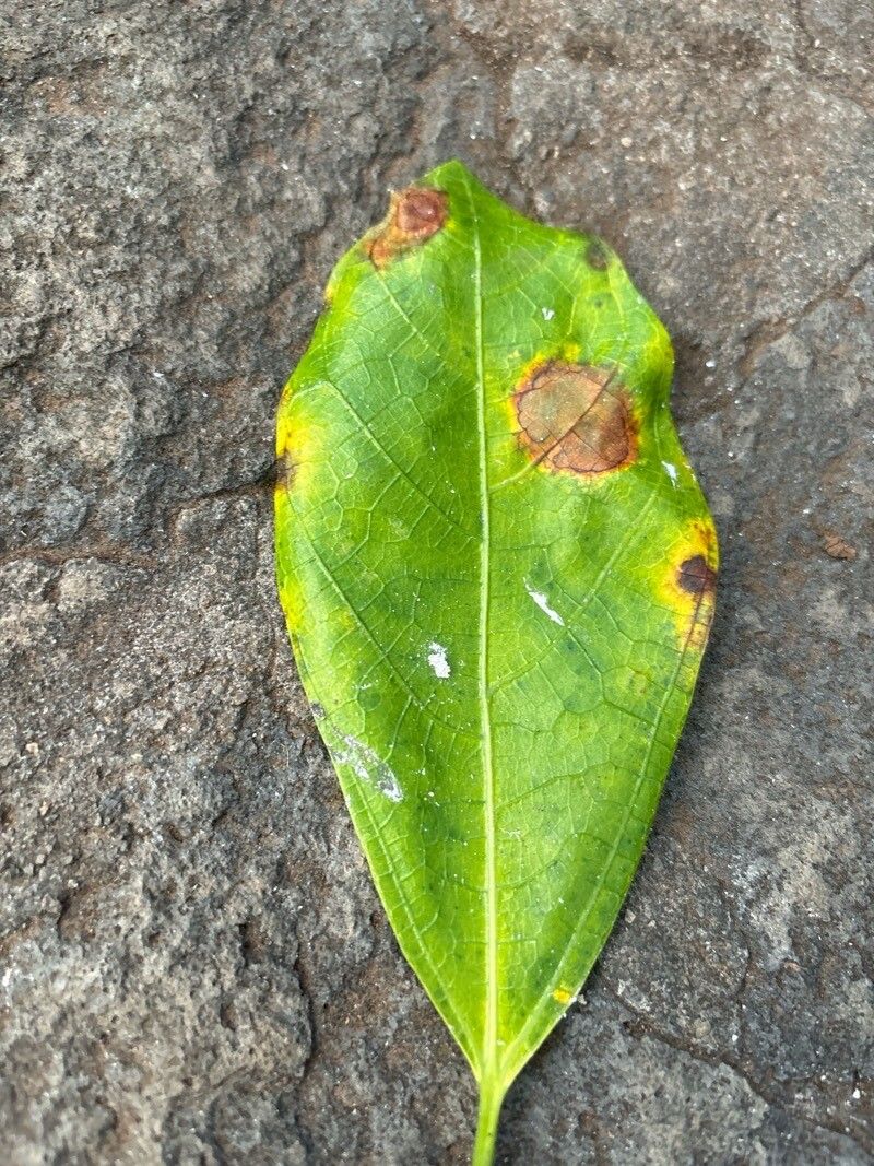 Ficus fraseri leaf
