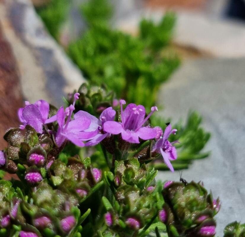 Thymus caespititius flower