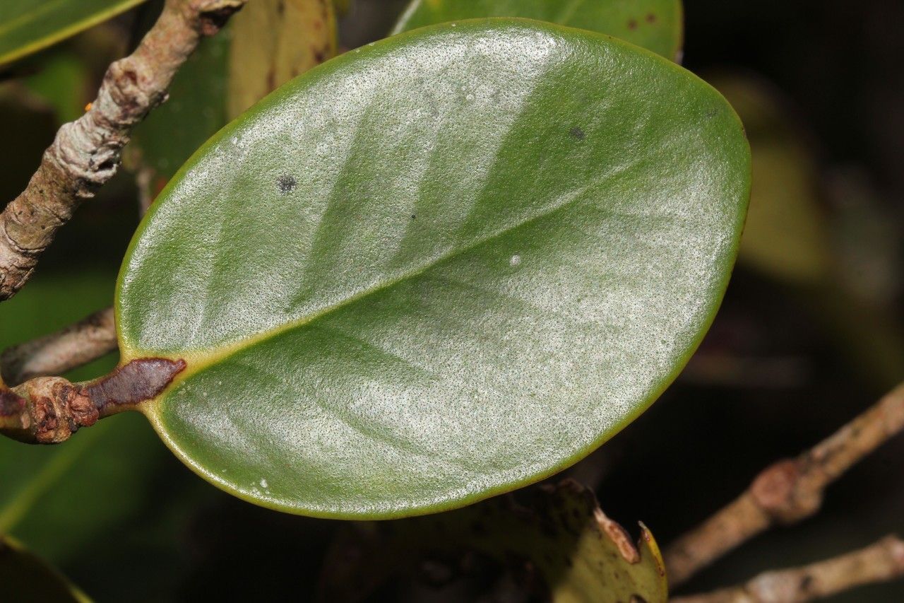 Eugenia kanakana leaf
