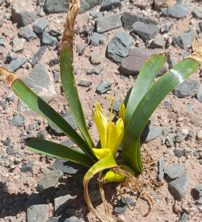 Hieronymiella aurea habit
