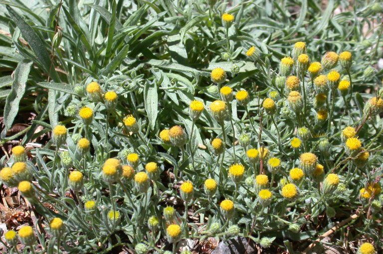 Erigeron lassenianus habit