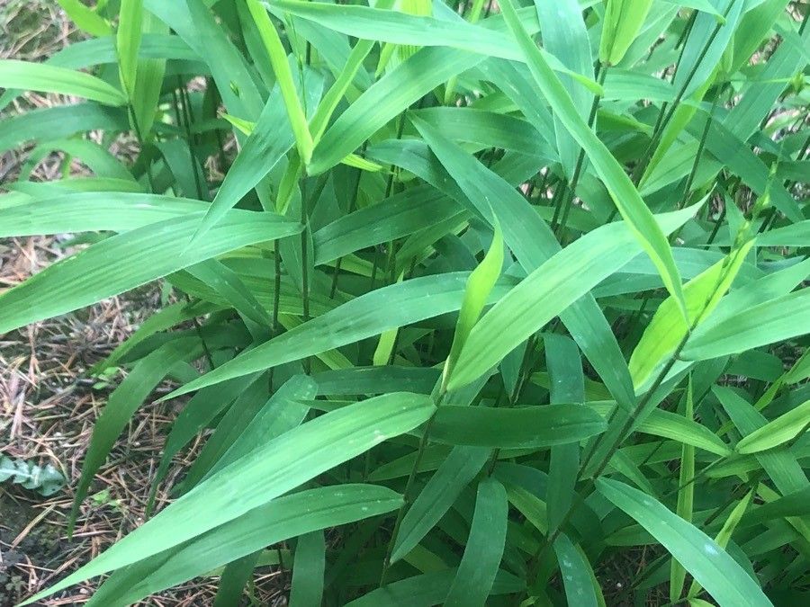 Chasmanthium latifolium