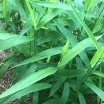 Chasmanthium latifolium