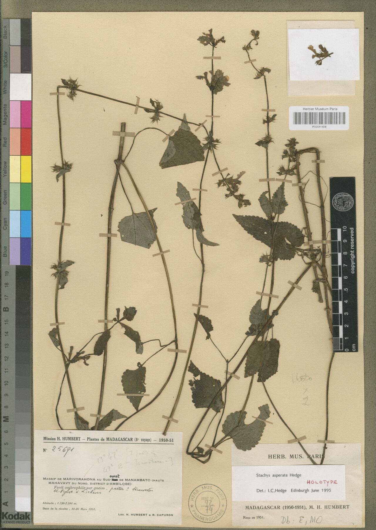 Stachys asperata — search result for 'Stachys'