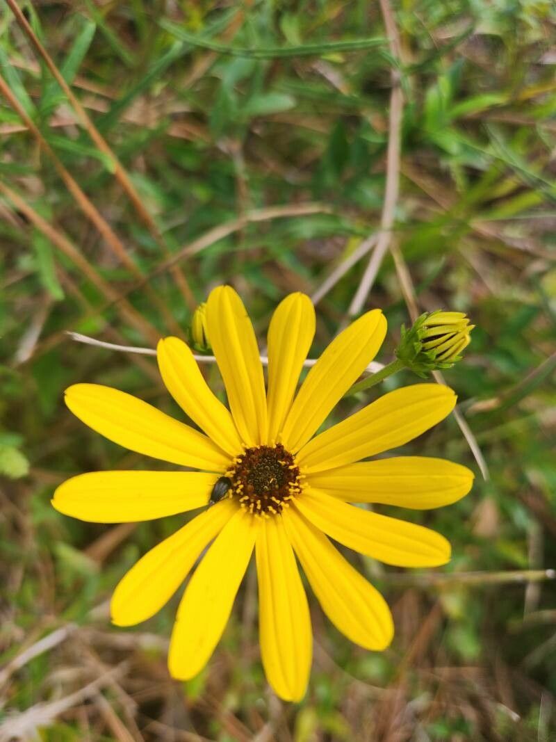Helianthus angustifolius flower