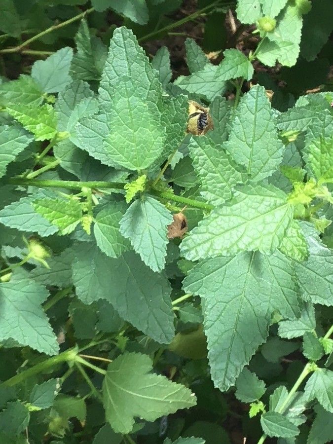 Anisodontea scabrosa — related species from the same genus