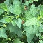 Anisodontea scabrosa