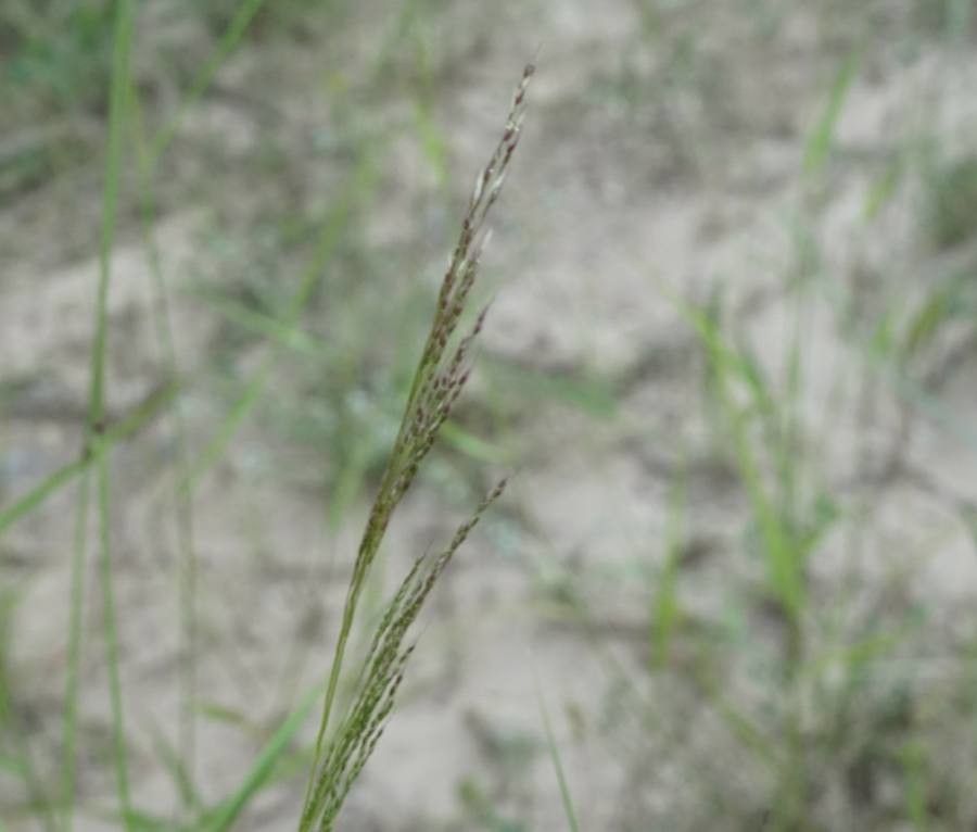 Agrostis canina fruit