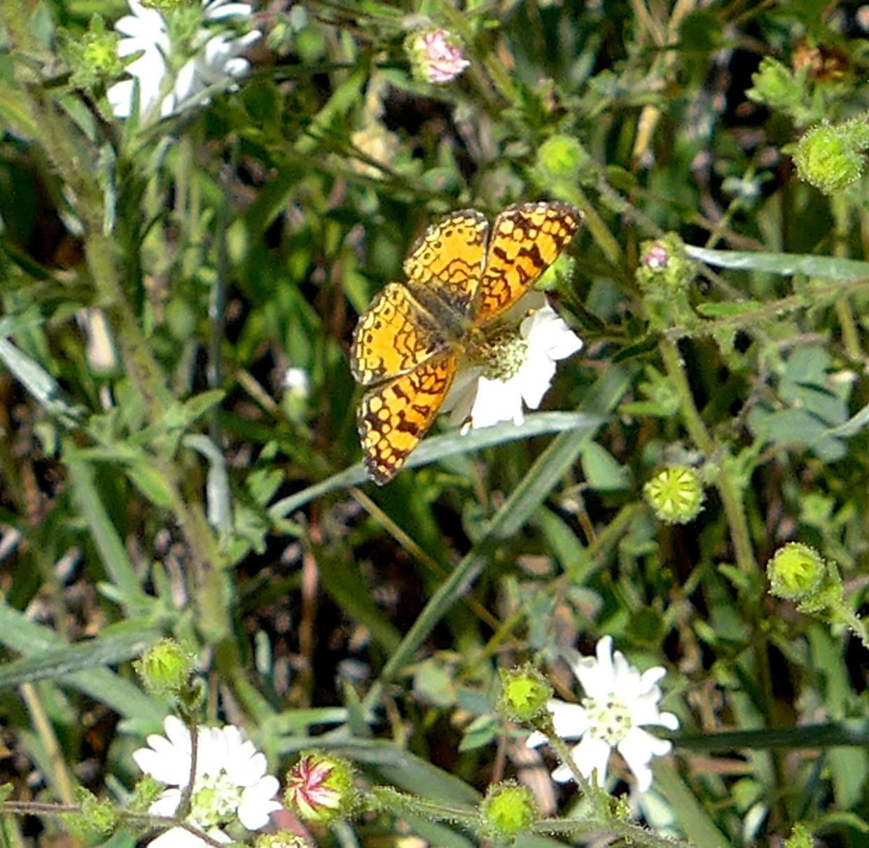Hemizonia congesta habit