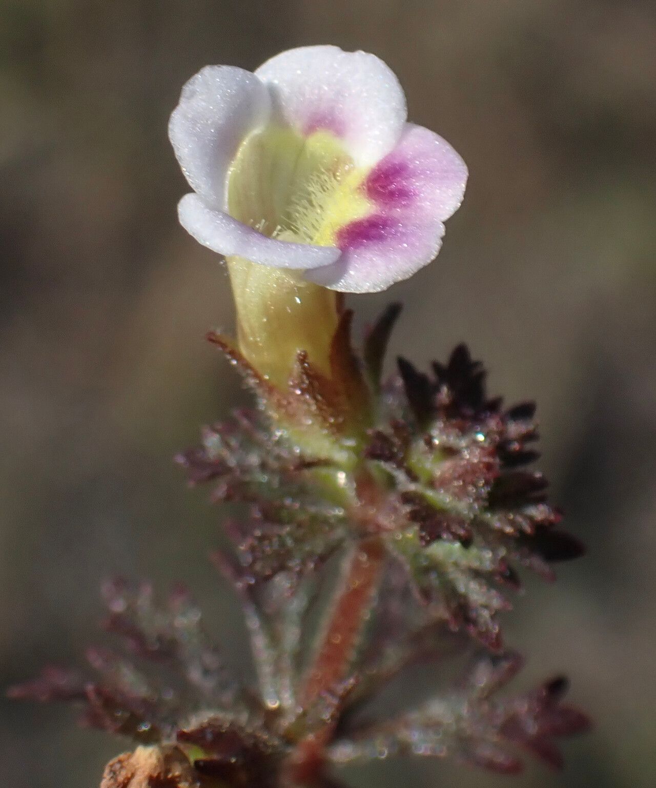 Limnophila ceratophylloides flower