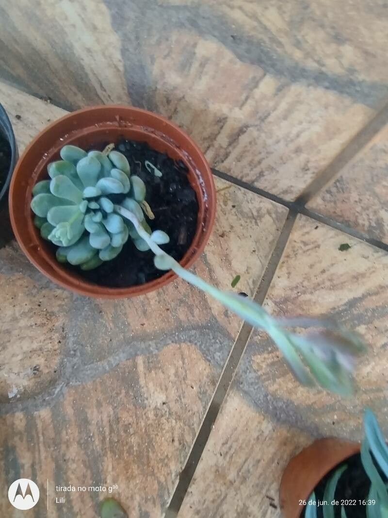 Sedum clavatum fruit