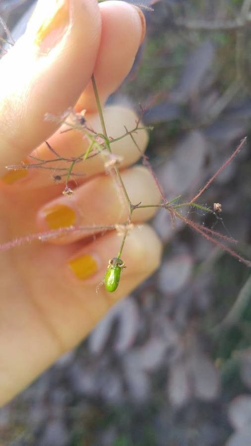 Euphorbia cotinifolia fruit