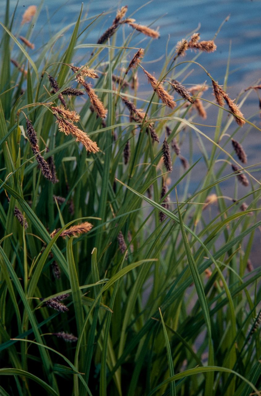 Carex lyngbyei fruit