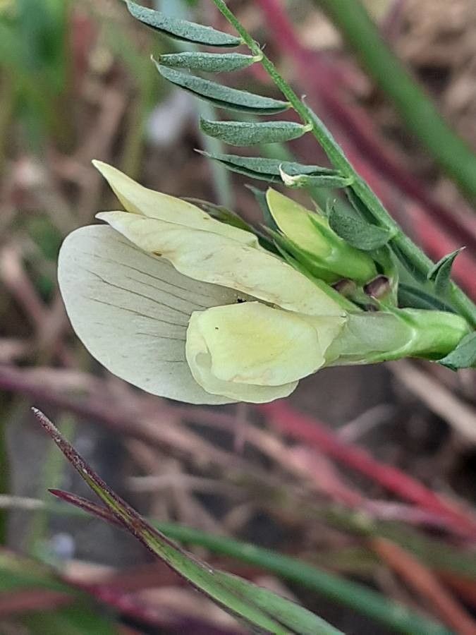 Vicia lutea flower