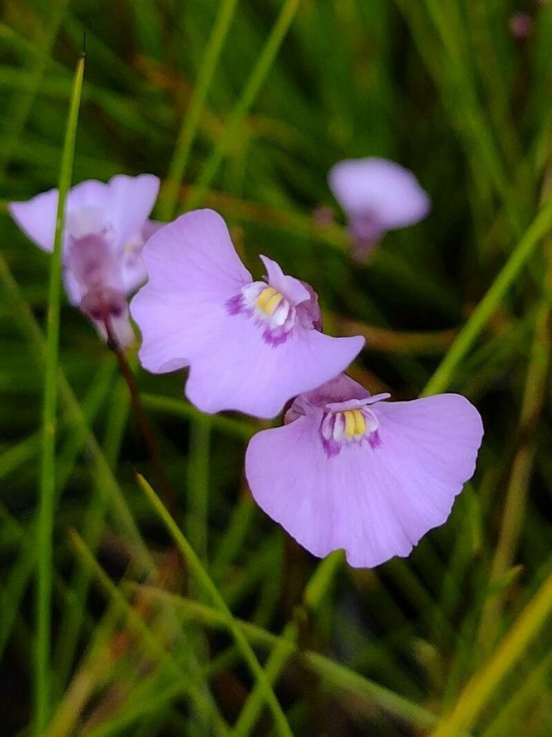 Utricularia uniflora — search result for 'Utricularia'