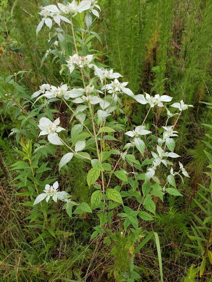Pycnanthemum incanum habit