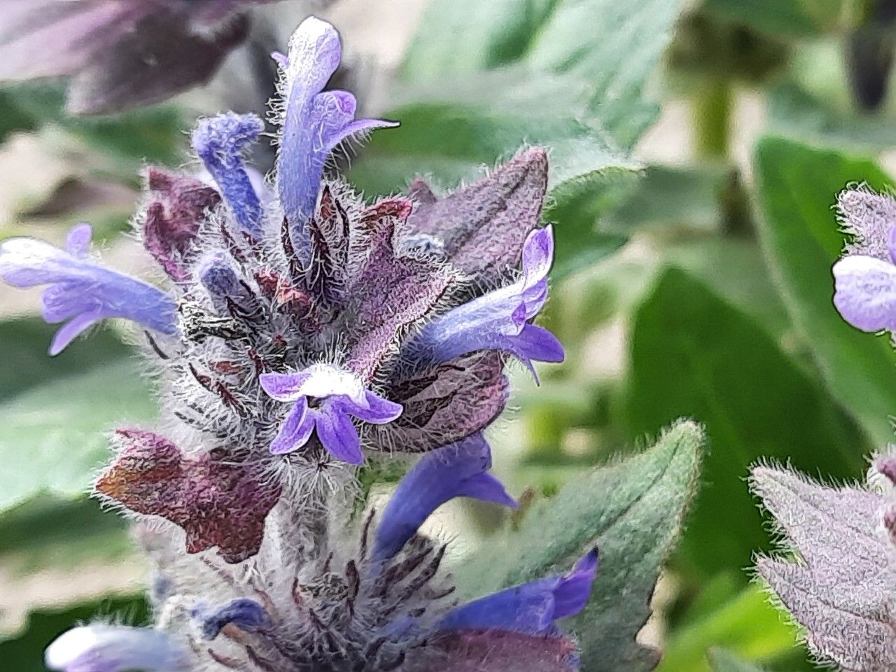 Ajuga orientalis flower