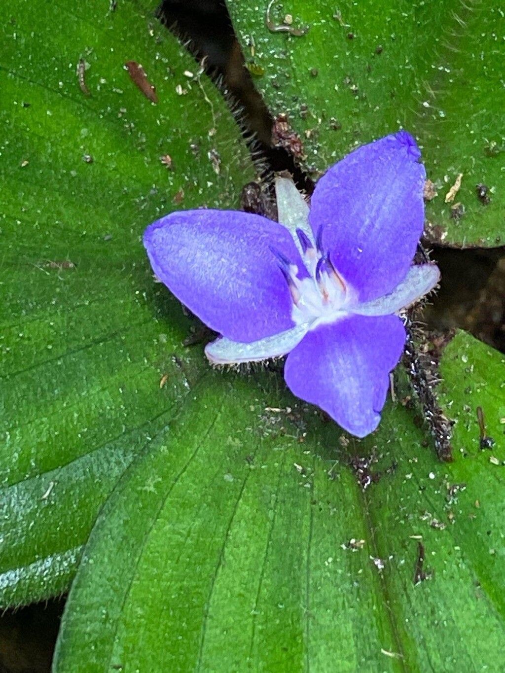 Dichorisandra odorata flower