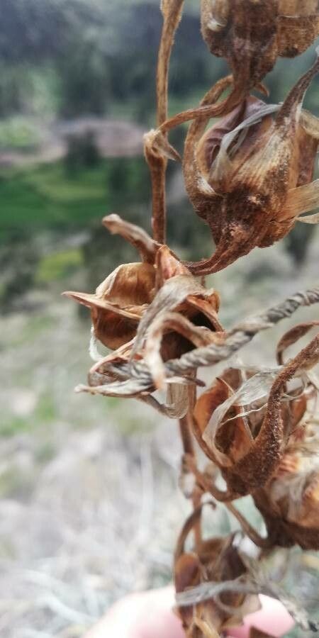 Hechtia glomerata flower