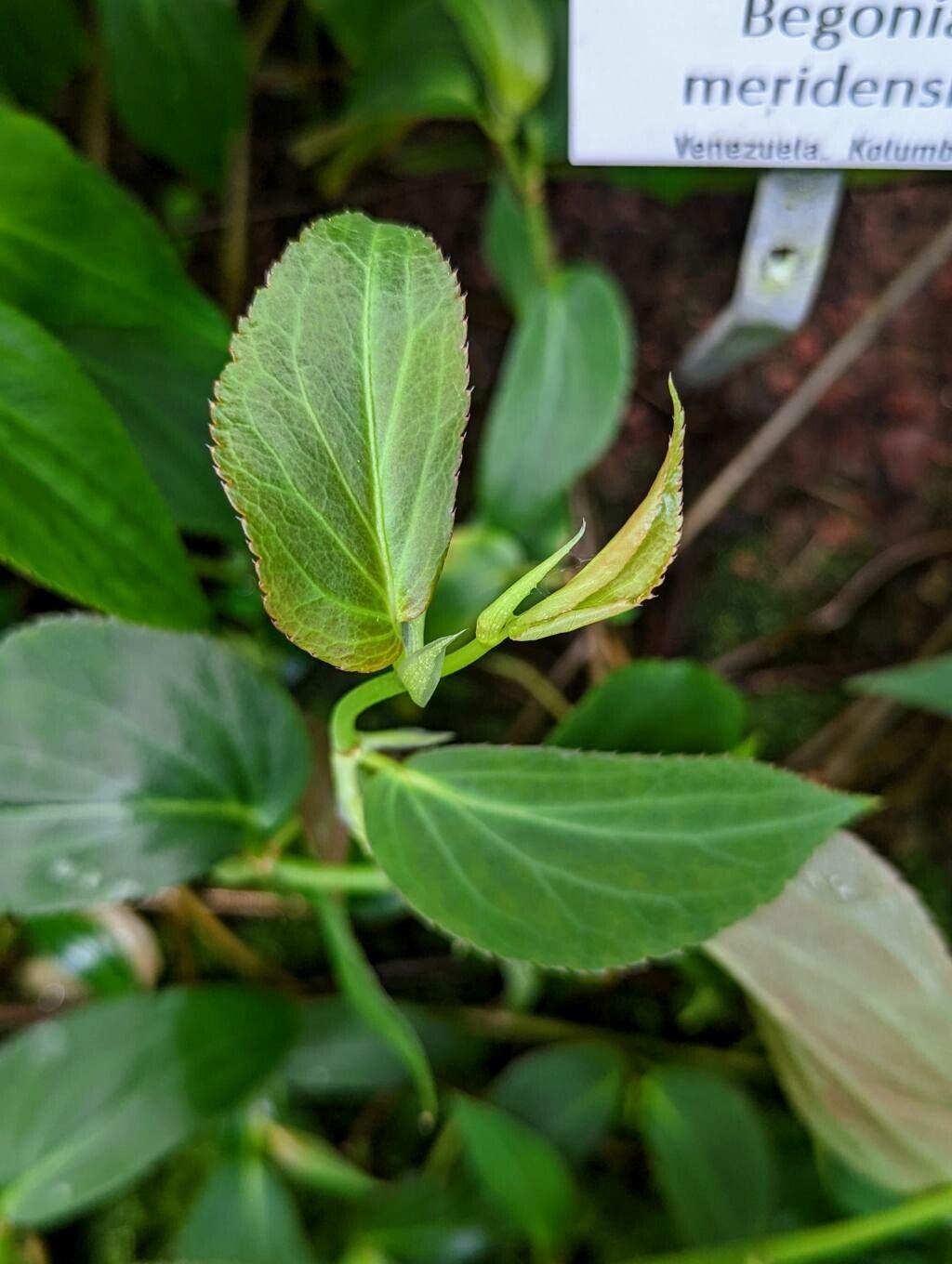 Begonia meridensis — houseplant care guide