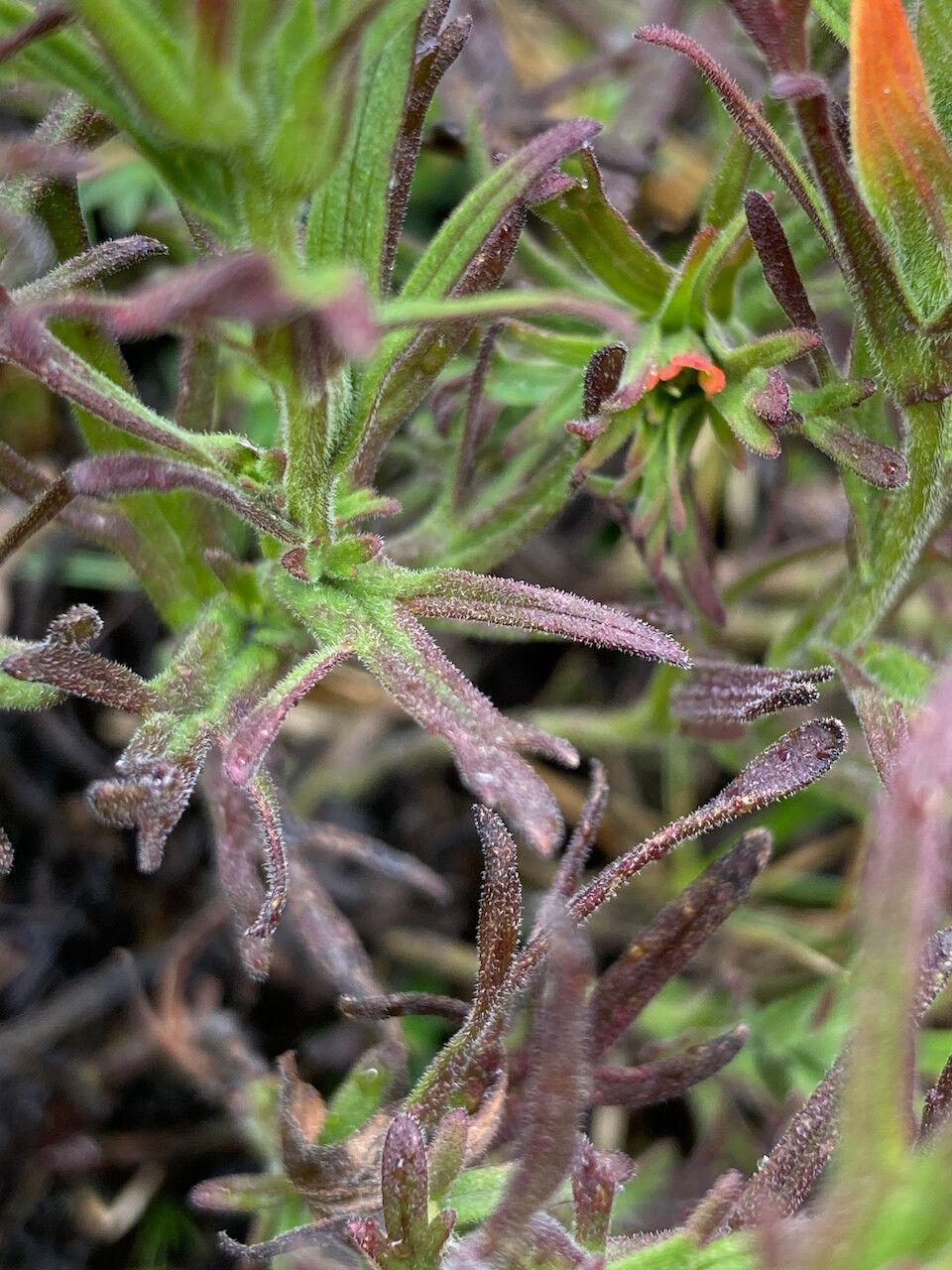 Castilleja fissifolia — search result for 'Castilleja'