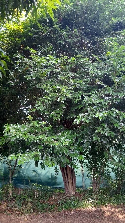 Mouriri guianensis — search result for 'Mouriri'