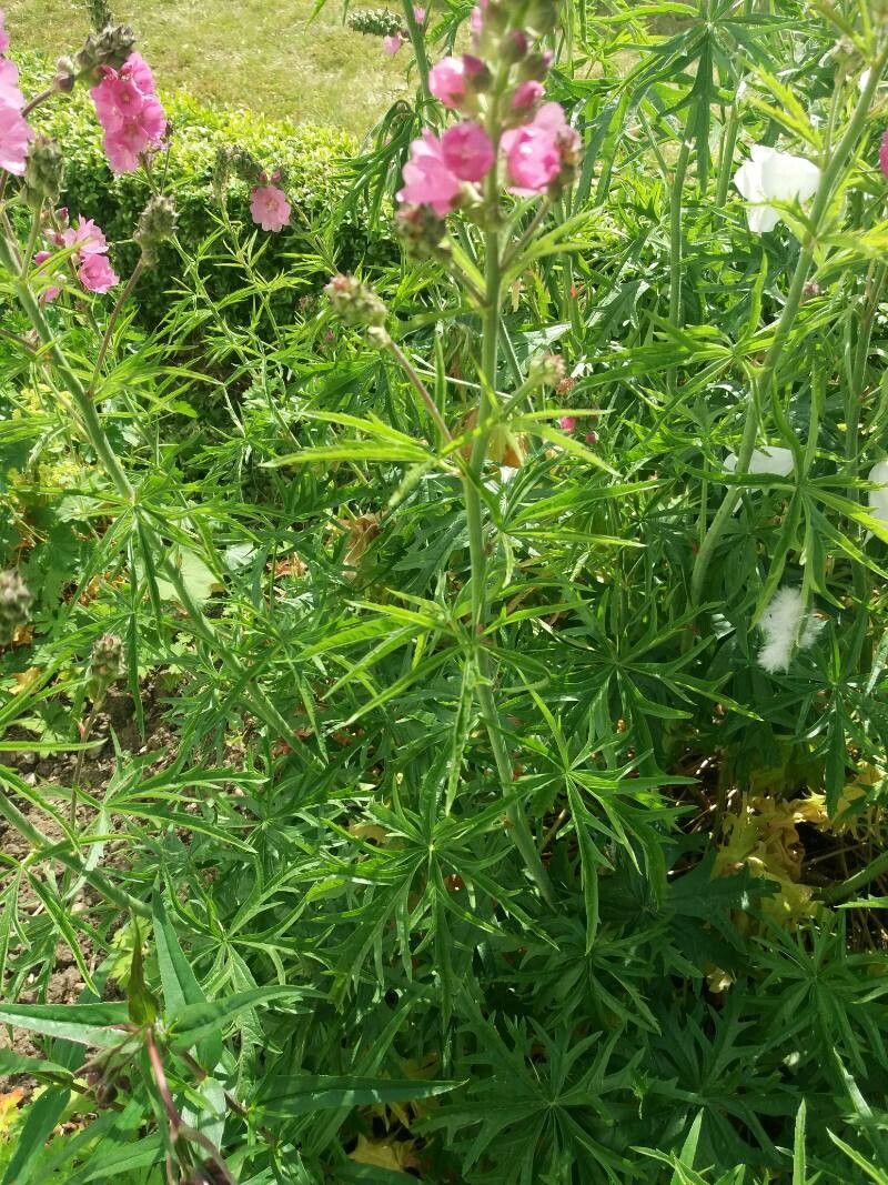Sidalcea cusickii — search result for 'Malvaceae'