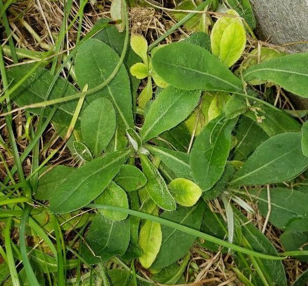 Hieracium pilosella — search result for 'Pilosella'