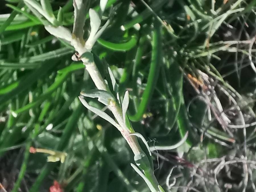 Linum austriacum — search result for 'Linaceae'