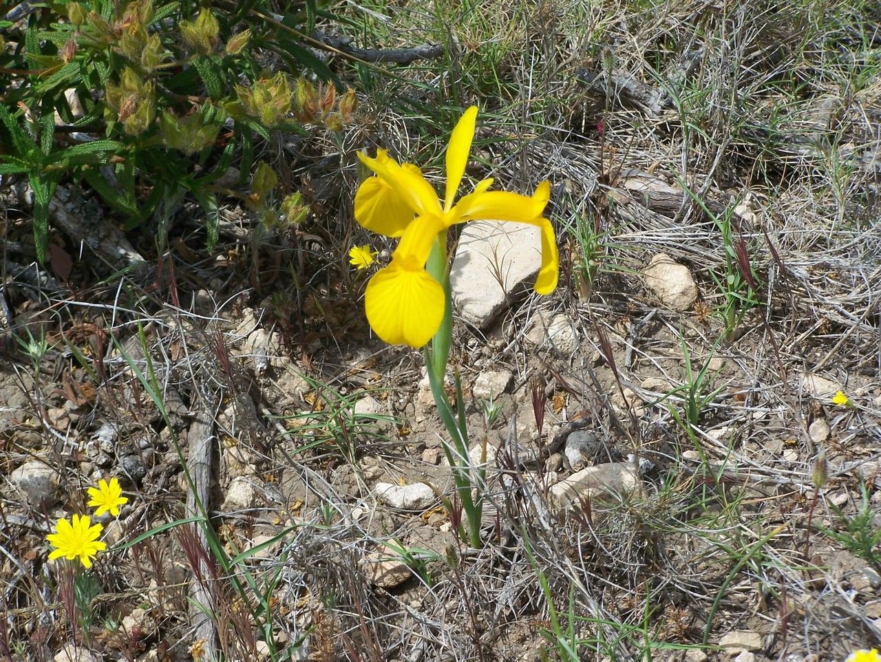 Iris juncea habit
