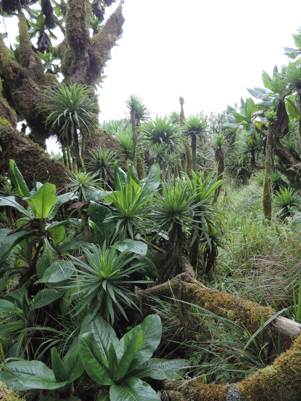 Lobelia stuhlmannii — houseplant care guide