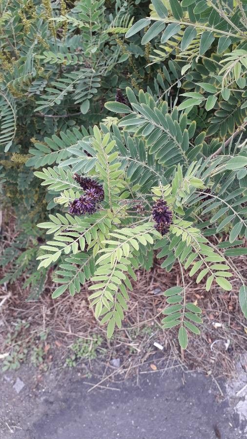 Amorpha canescens — search result for 'Prairie and woodlands of North America'