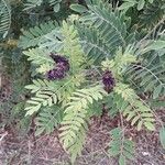 Amorpha canescens