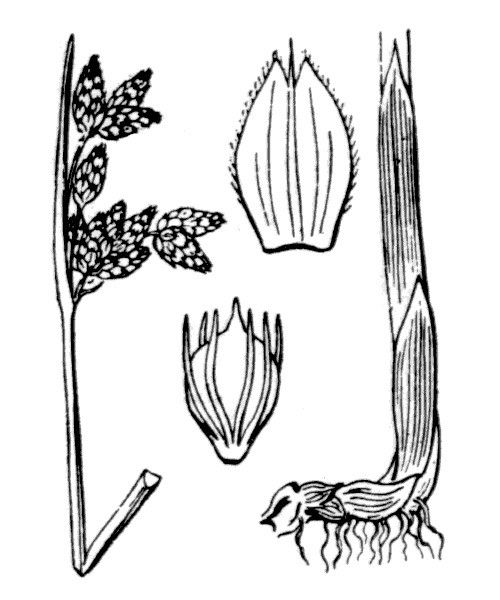 Schoenoplectus × carinatus — search result for 'Schoenoplectus'