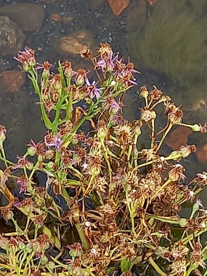 Galatella sedifolia fruit