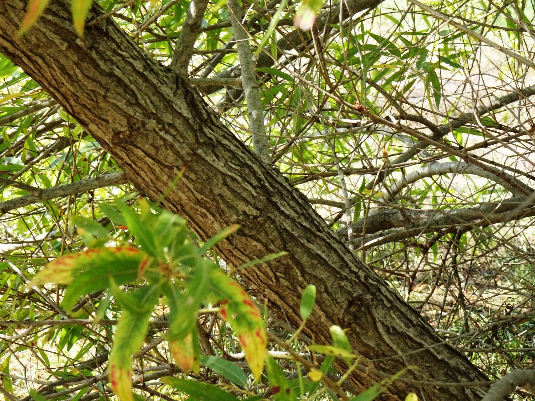 Salix gooddingii leaf