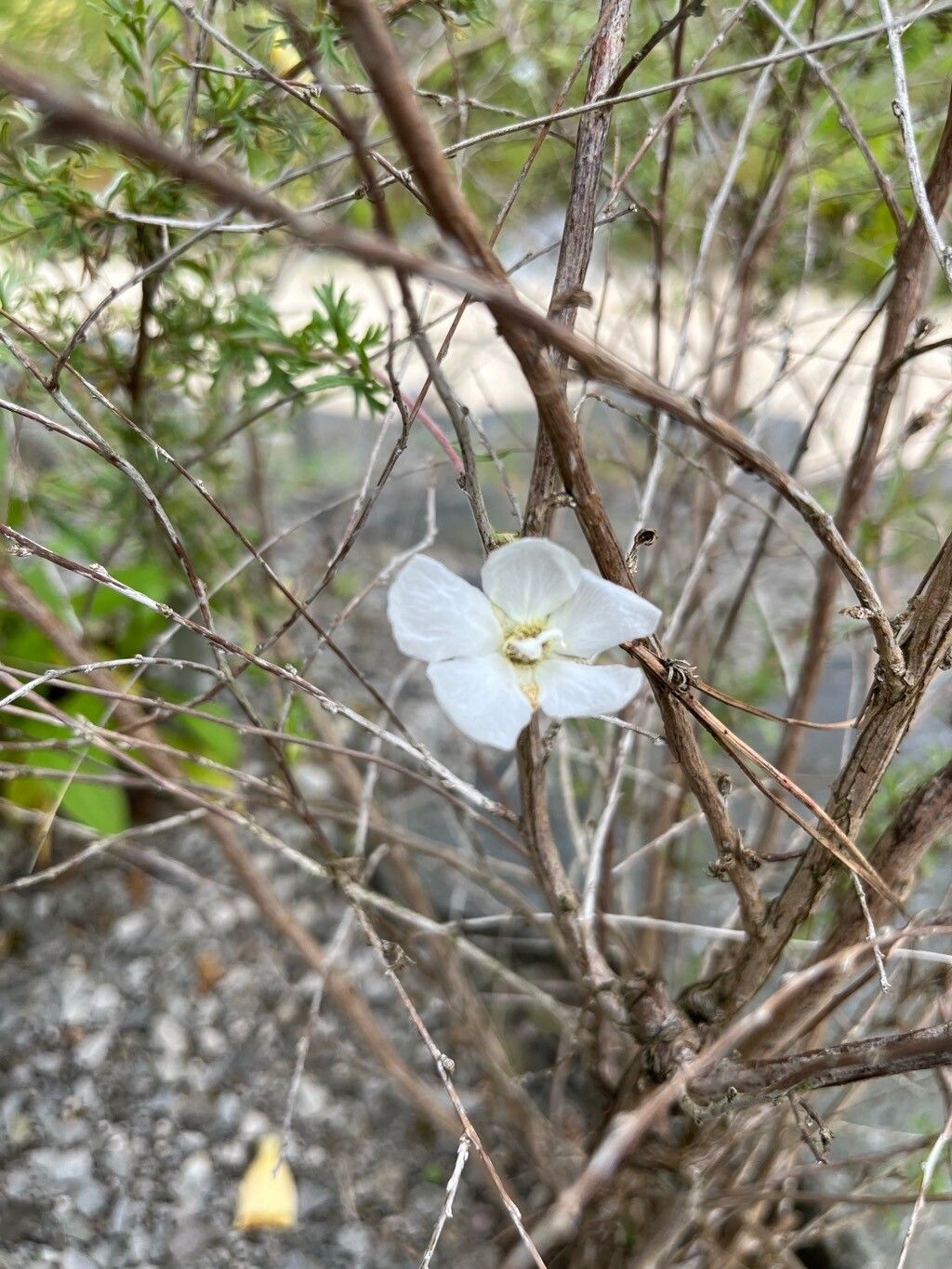 Purshia mexicana flower