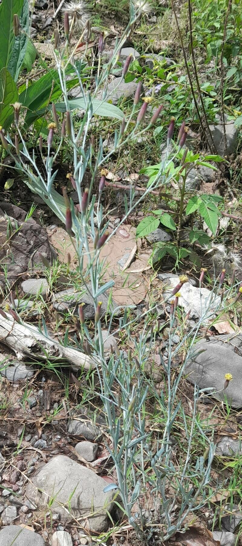 Porophyllum lanceolatum habit