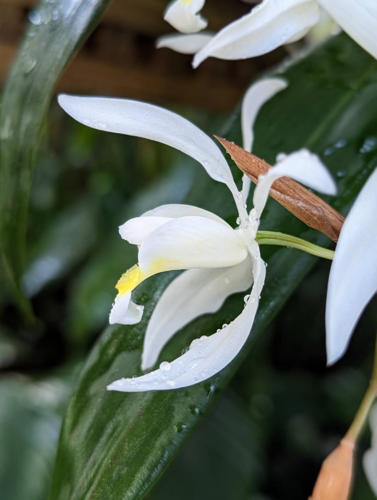 Coelogyne foerstermannii flower