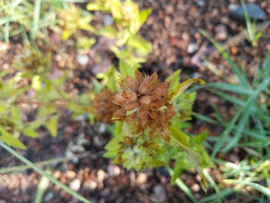 Dracocephalum parviflorum fruit