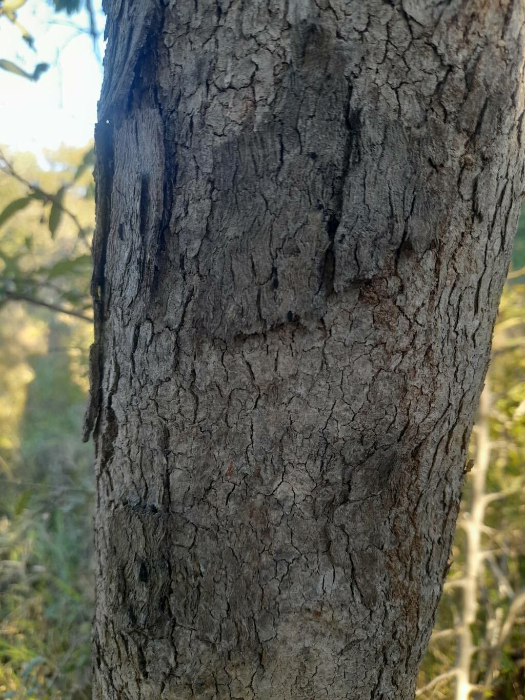 Crossopteryx febrifuga bark