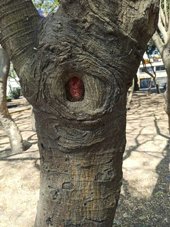 Erythrina coralloides bark