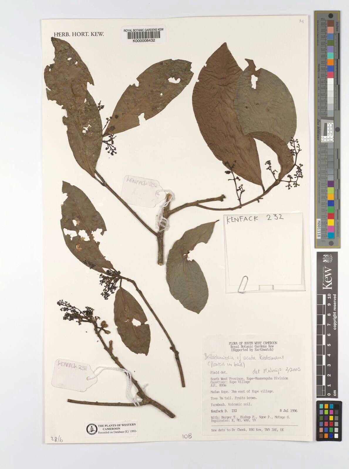 Beilschmiedia acuta — related species from the same genus